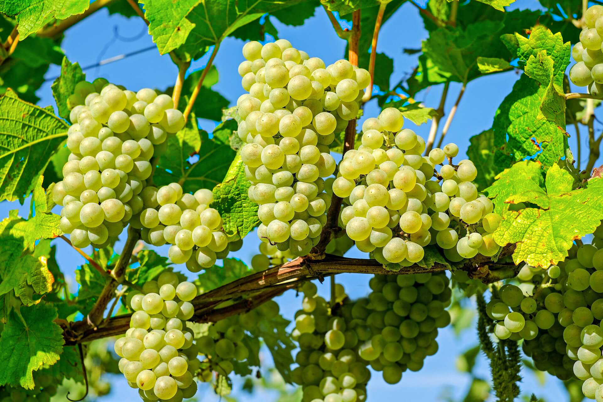 grapes-2656258_1920-color